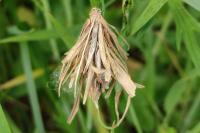 Canephora hirsuta