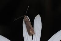 Coleophora lutarea