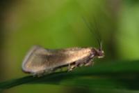 Glyphipterix fuscoviridella