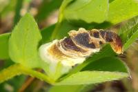 Coleophora discordella