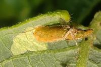 Coleophora lusciniaepennella