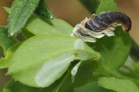 Coleophora discordella