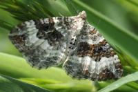 Epirrhoe alternata