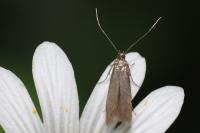Coleophora lutarea