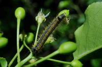 Malacosoma neustria