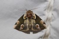 Thyatira batis