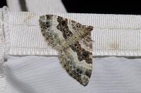Epirrhoe alternata