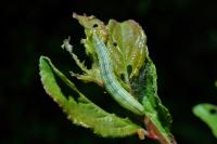Operophtera brumata
