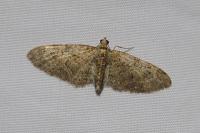 Eupithecia abbreviata