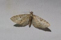 Eupithecia dodoneata