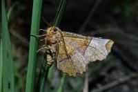 Selenia lunularia