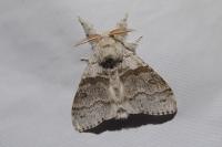 Calliteara pudibunda