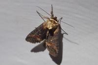 Abrostola triplasia