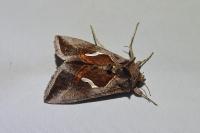 Macdunnoughia confusa