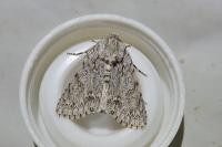 Acronicta aceris