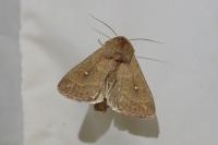Mythimna albipuncta