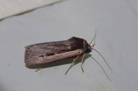 Ochropleura leucogaster