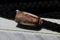 Ochropleura plecta