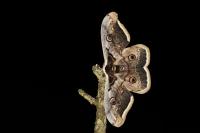 Saturnia pyri
