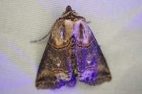 Abrostola triplasia
