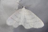 Cabera pusaria