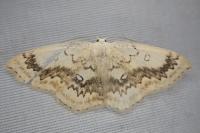 Cyclophora annularia