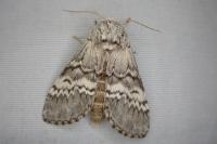 Drymonia ruficornis