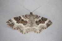 Epirrhoe alternata