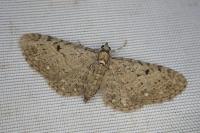 Eupithecia virgaureata