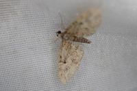 Eupithecia abbreviata/dodoneata