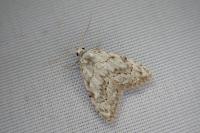 Nola confusalis