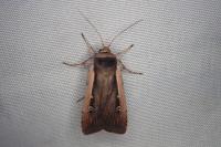 Ochropleura leucogaster