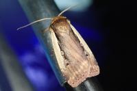 Ochropleura plecta