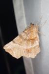 Selenia dentaria