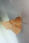 Selenia lunularia