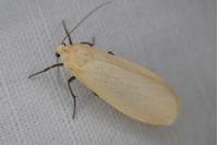 Wittia sororcula