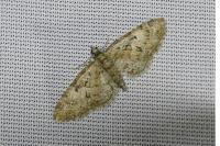Eupithecia abbreviata