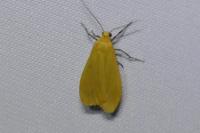 Wittia sororcula