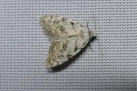 Nola confusalis