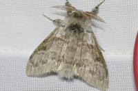 Calliteara pudibunda