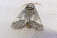 Drymonia ruficornis