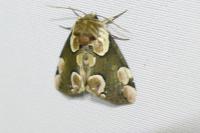 Thyatira batis