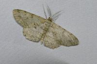 Hypomecis punctinalis