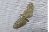 Eupithecia