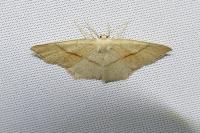 Cyclophora punctaria