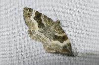 Epirrhoe alternata