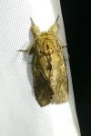 Peridea anceps