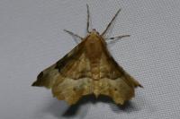 Selenia tetralunaria