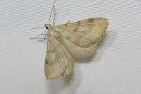 Aplocera efformata/plagiata