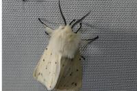 Spilosoma lubricipeda
